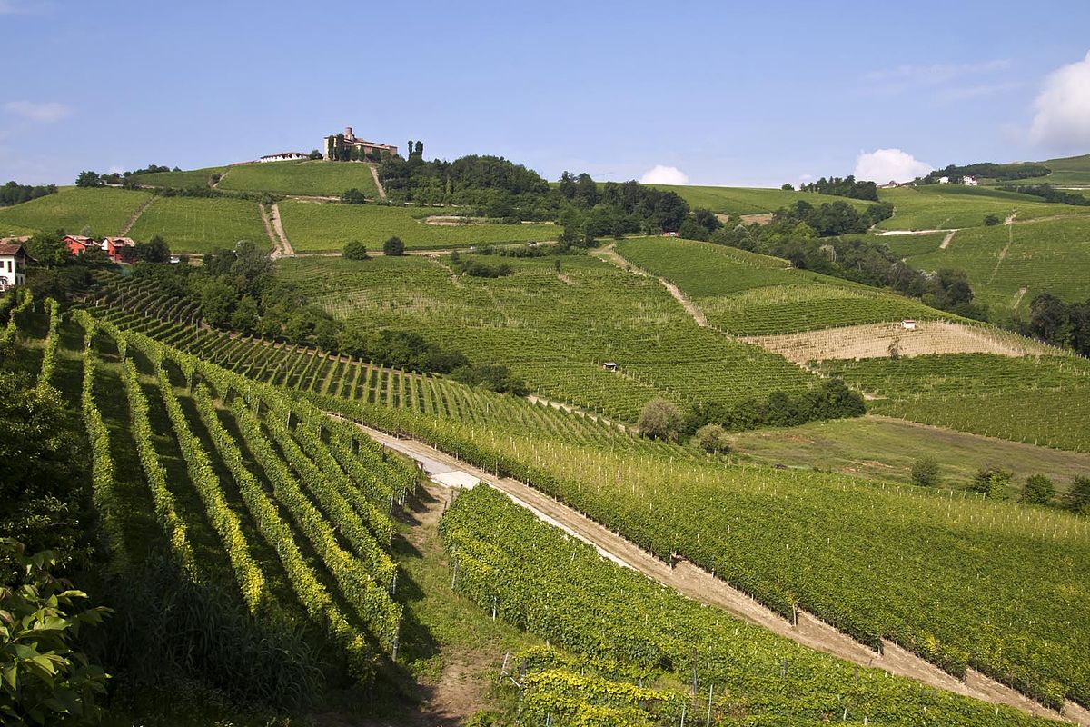 Vigneto delle Langhe.