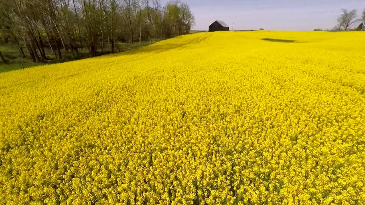 fusione bayer monsanto