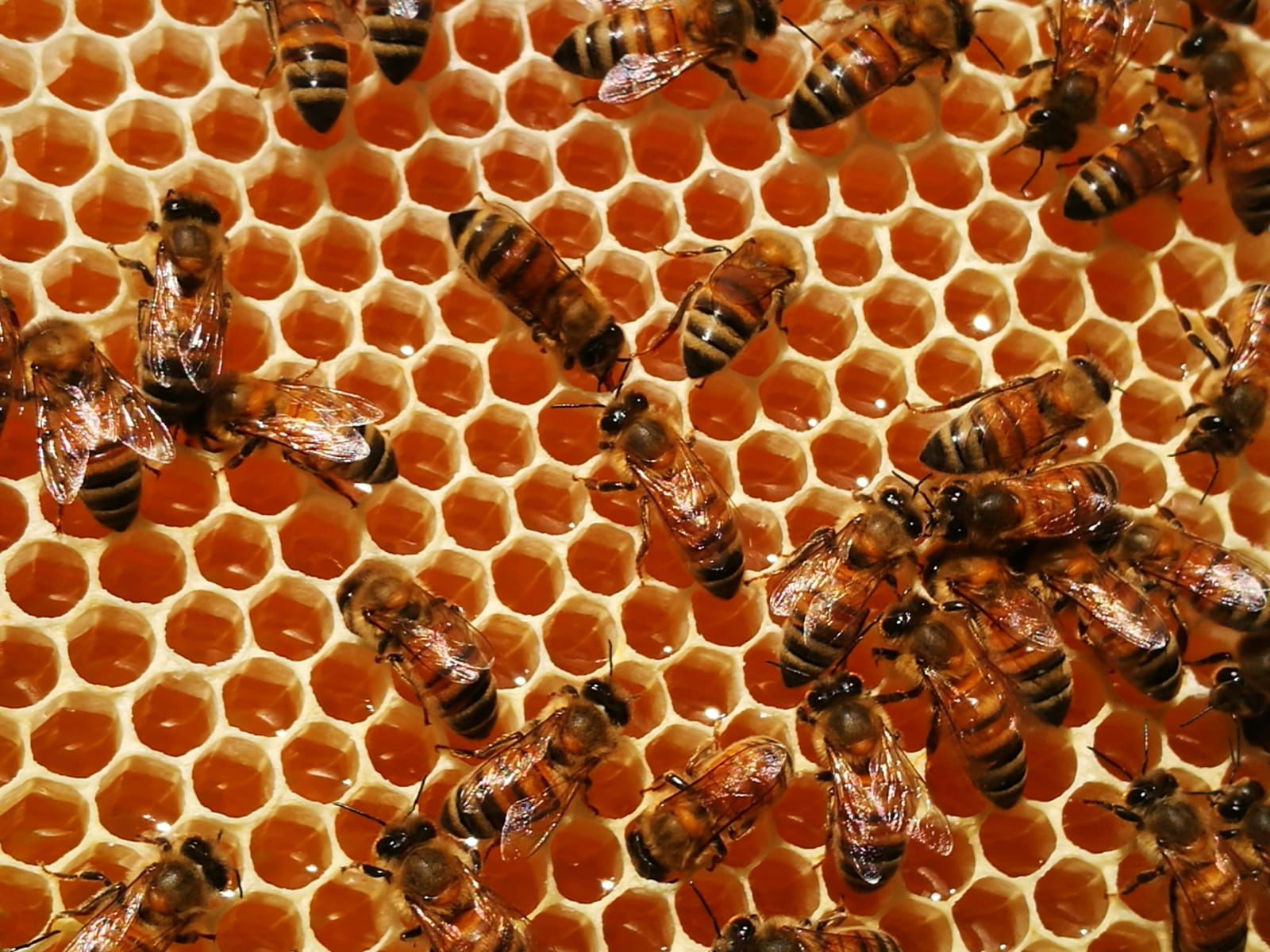 apicoltori