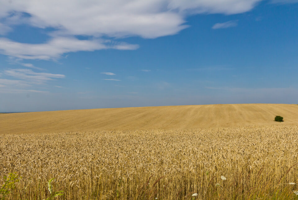 agroalimentare