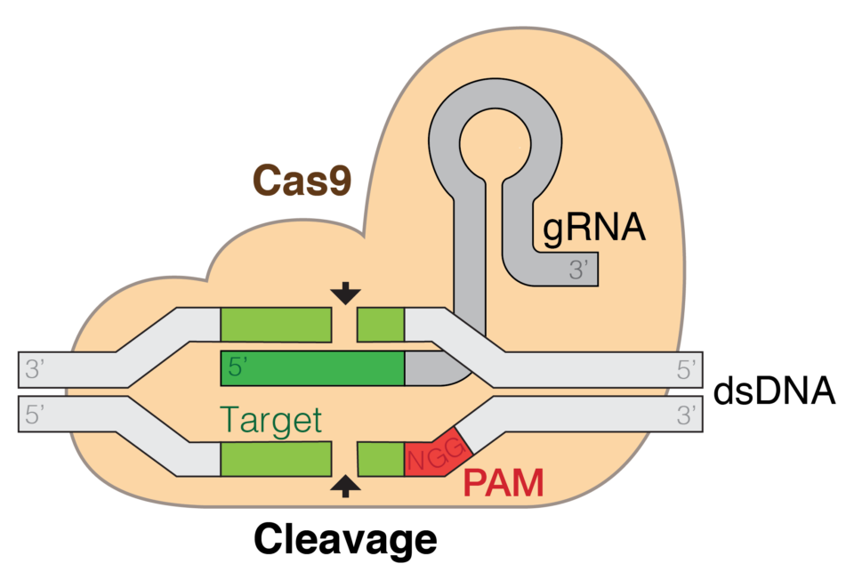 schema semplificato della tecnica di editing genetico CRISPR-Cas9