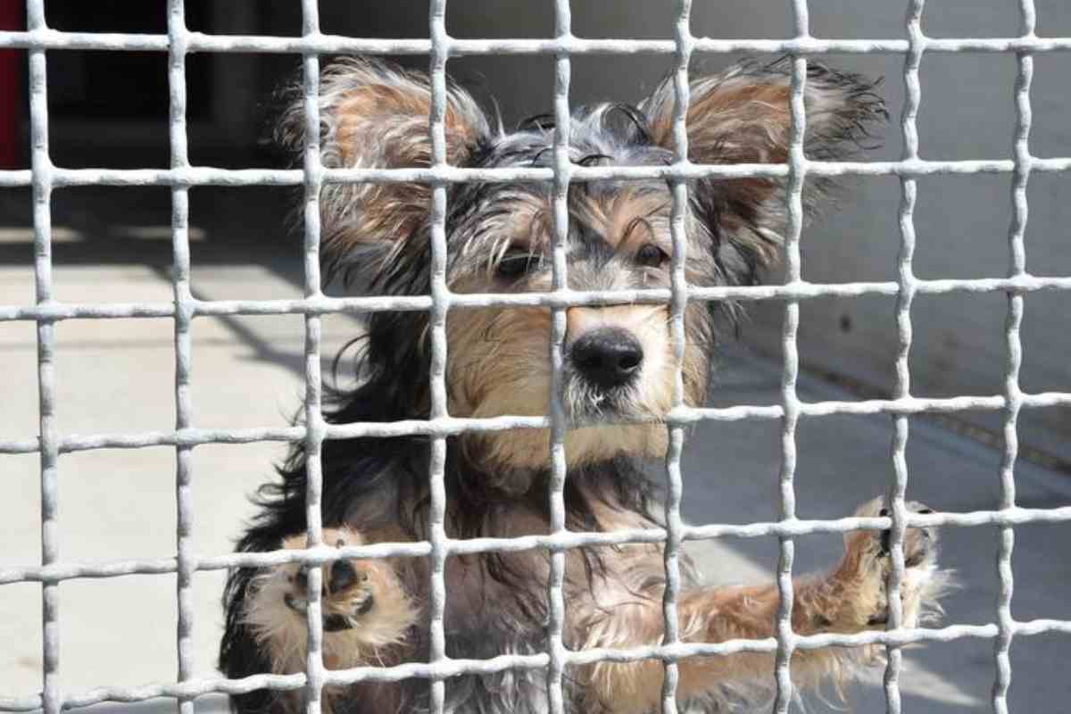 Niente TARI per chi adotta un cane