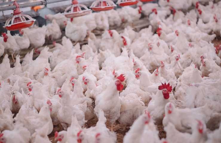 galline in allevamento