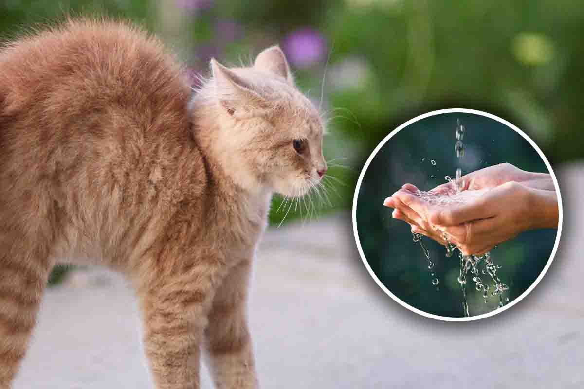 gatti e la paura dell'acqua