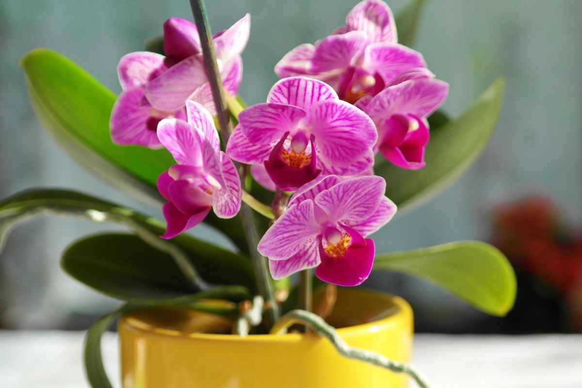 orchidee ingredienti segreti