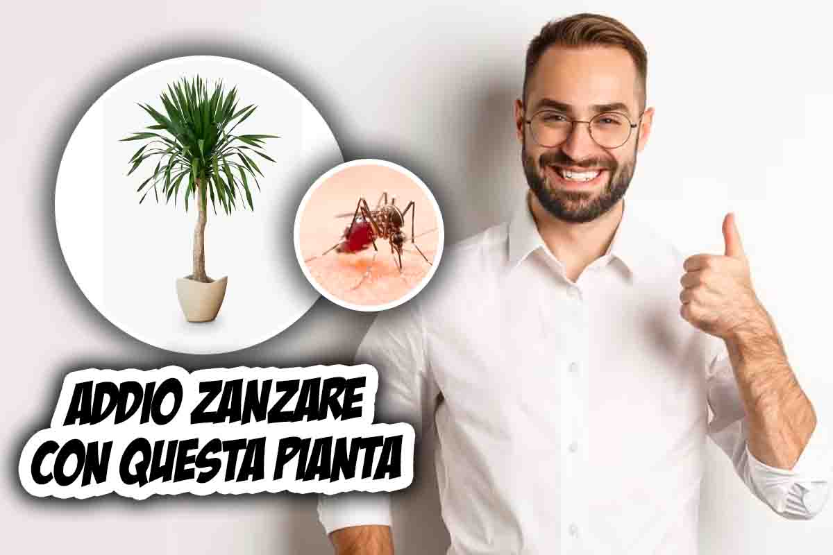 pianta per allontanare le zanzare
