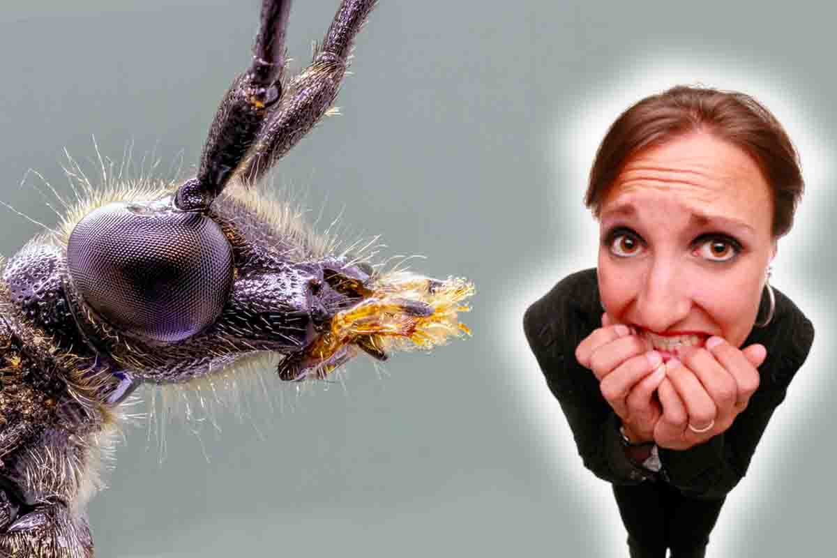 Scarafaggi, i rimedi più efficaci che allontanano anche le formiche