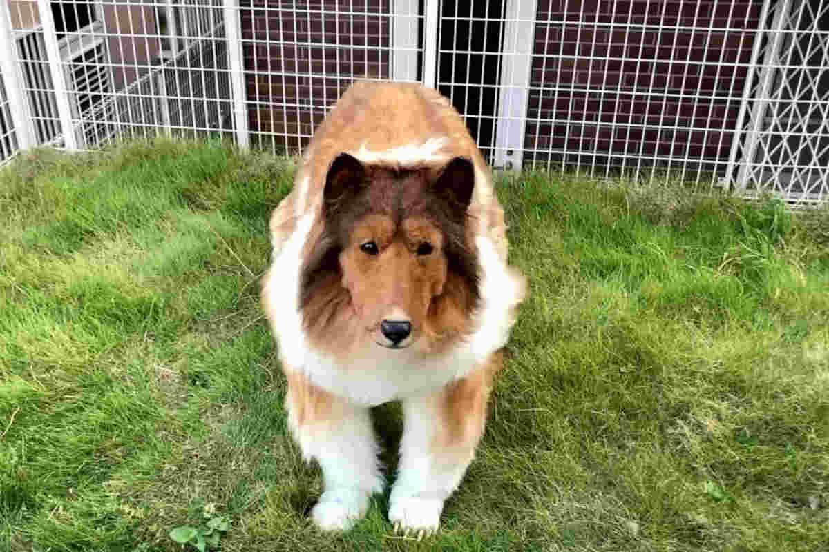 L'uomo che si è trasformato in cane si chiama Toco