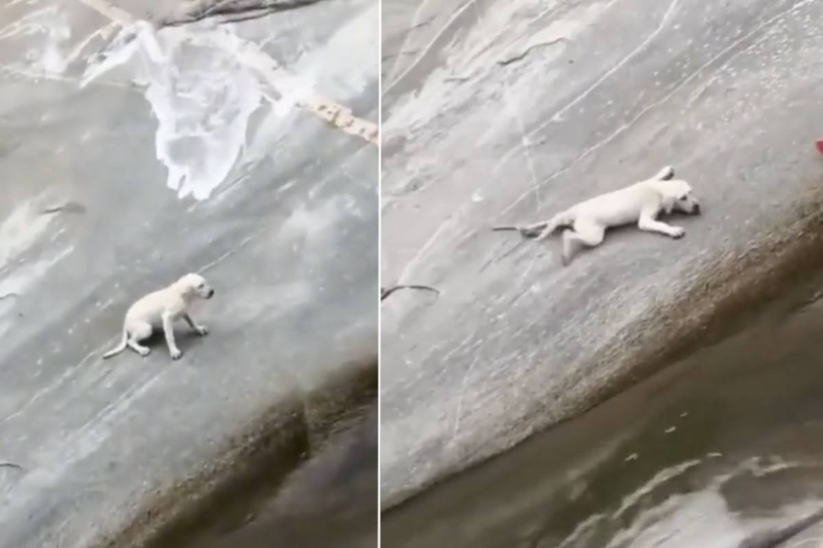cagnolino rischia di cadere in acqua