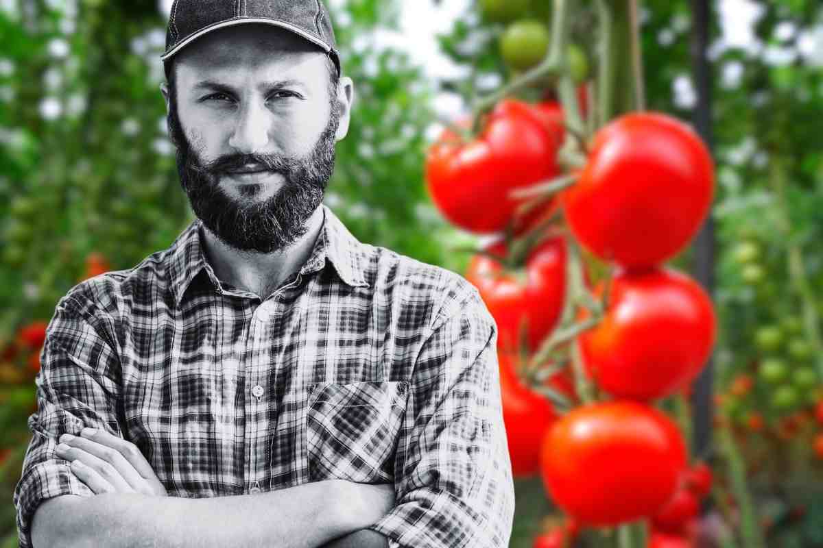 Contadino con pomodori