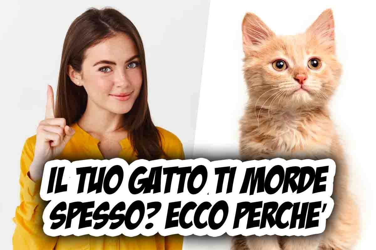 perché il tuo gatto ti morde sempre