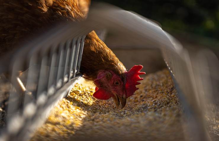 Allevamento del pollo: quale tipologia è migliore?