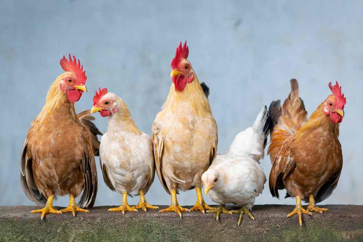 Ecco su quale pollo investire maggiormente