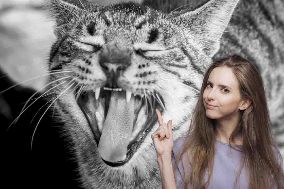 Cats, love stories and lack of trust with their owners: classification of the most aggressive breeds according to science