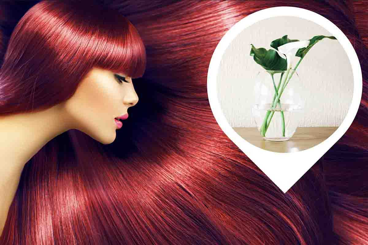 Come usare la piante dell'ibisco per tingere i capelli di rosso