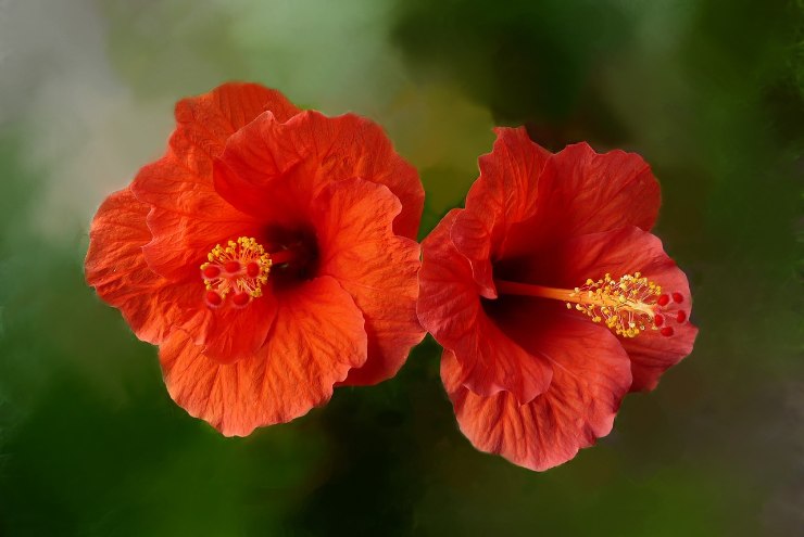 Vediamo come usare la piante dell'ibisco per tingere i capelli di rosso