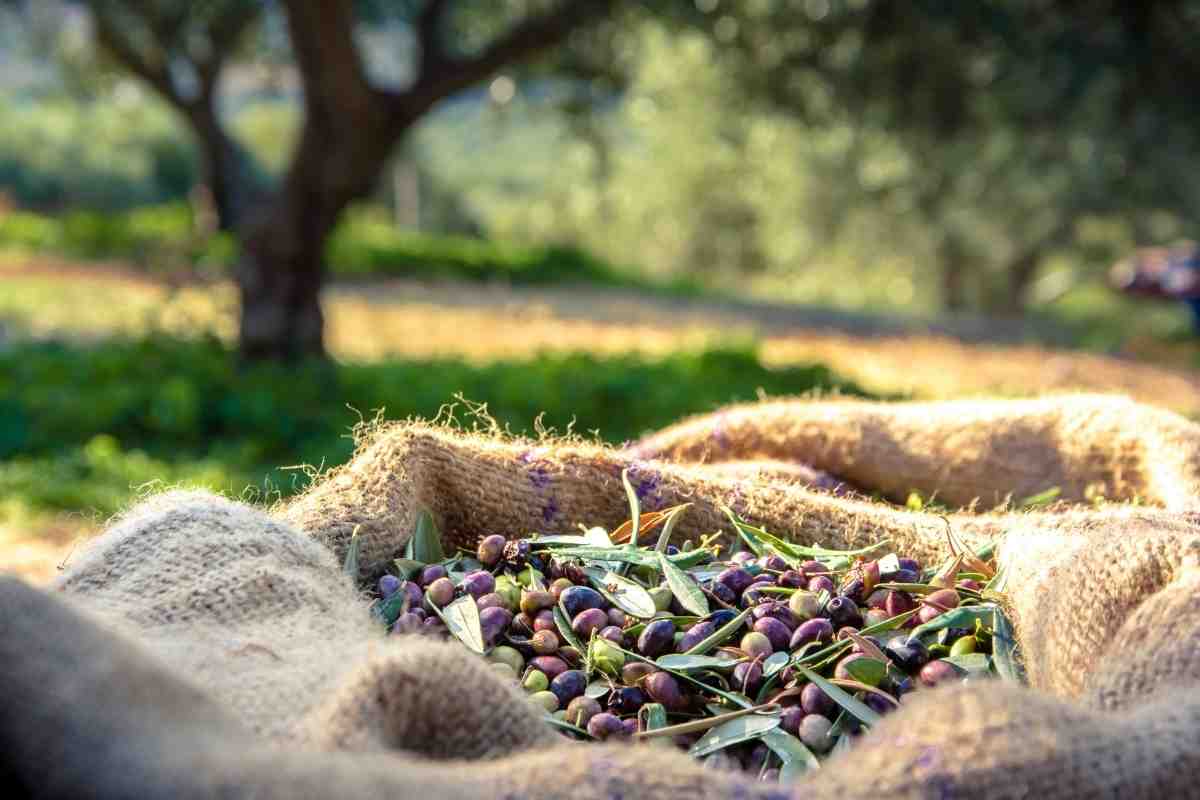 produzione ridotta olio d'oliva