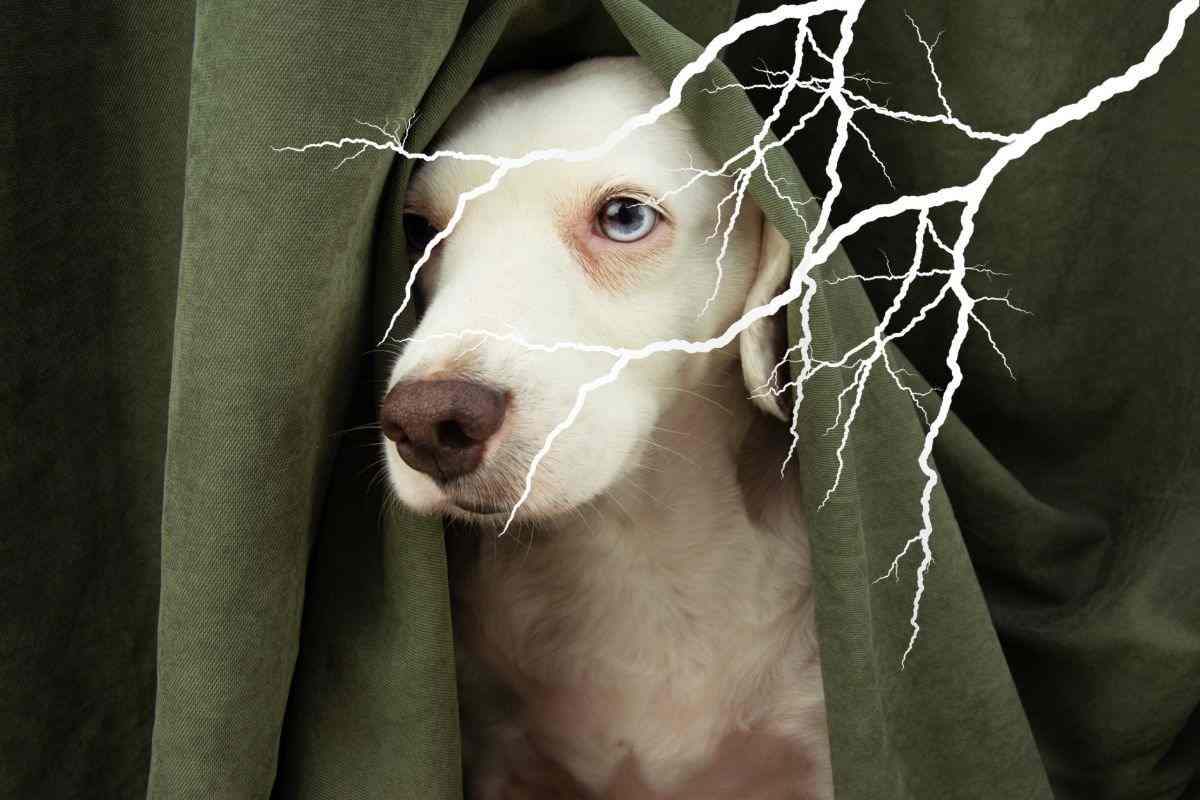 Perché i cani hanno paura dei temporali