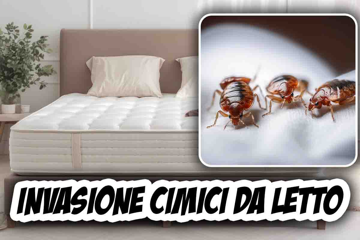 Cimici da letto