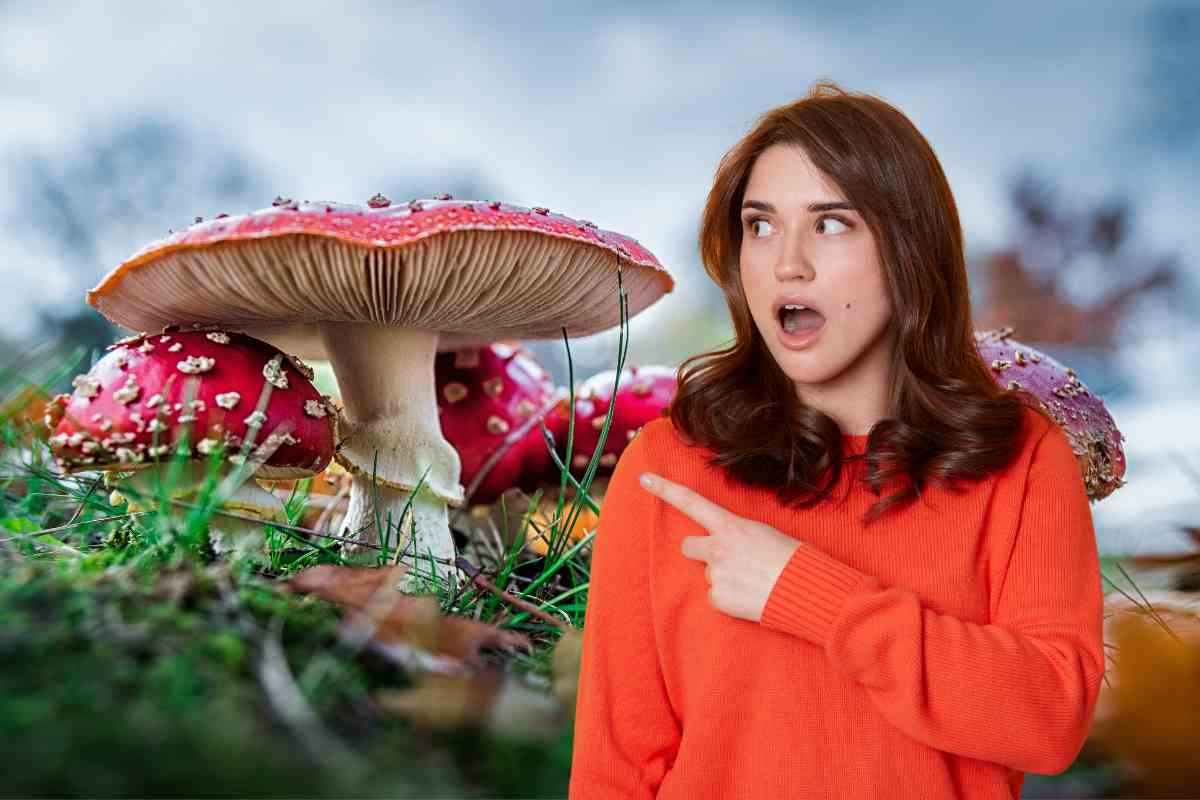 come riconoscere i funghi velenosi