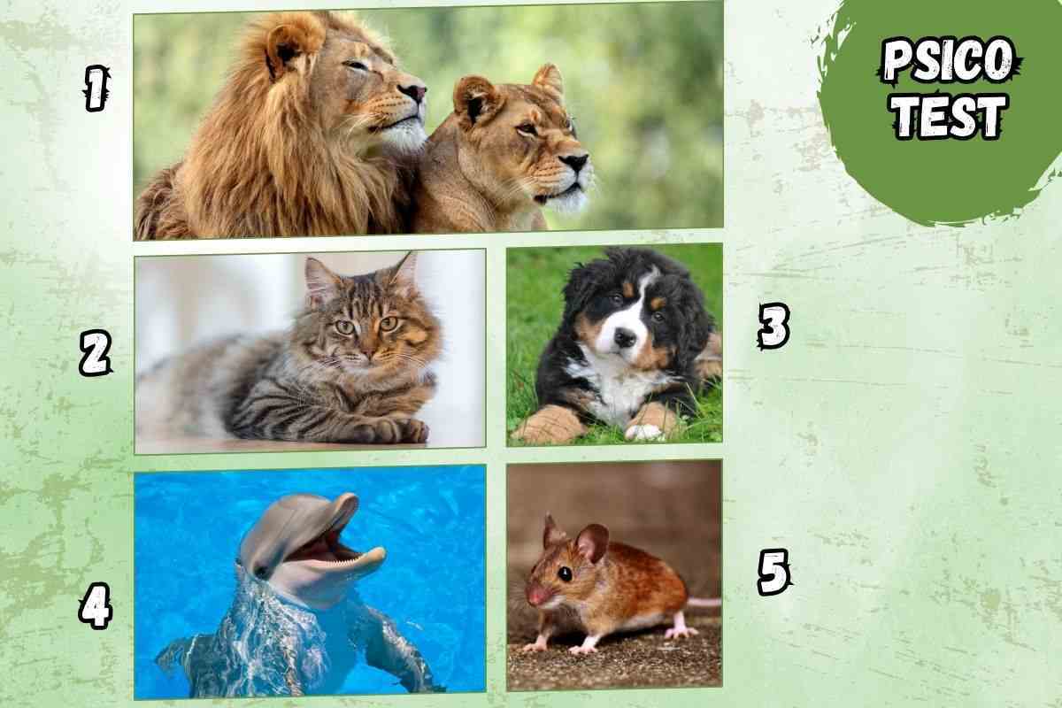 Quale animale preferisci? Ecco cosa rivela di te questo nuovo test di personalità