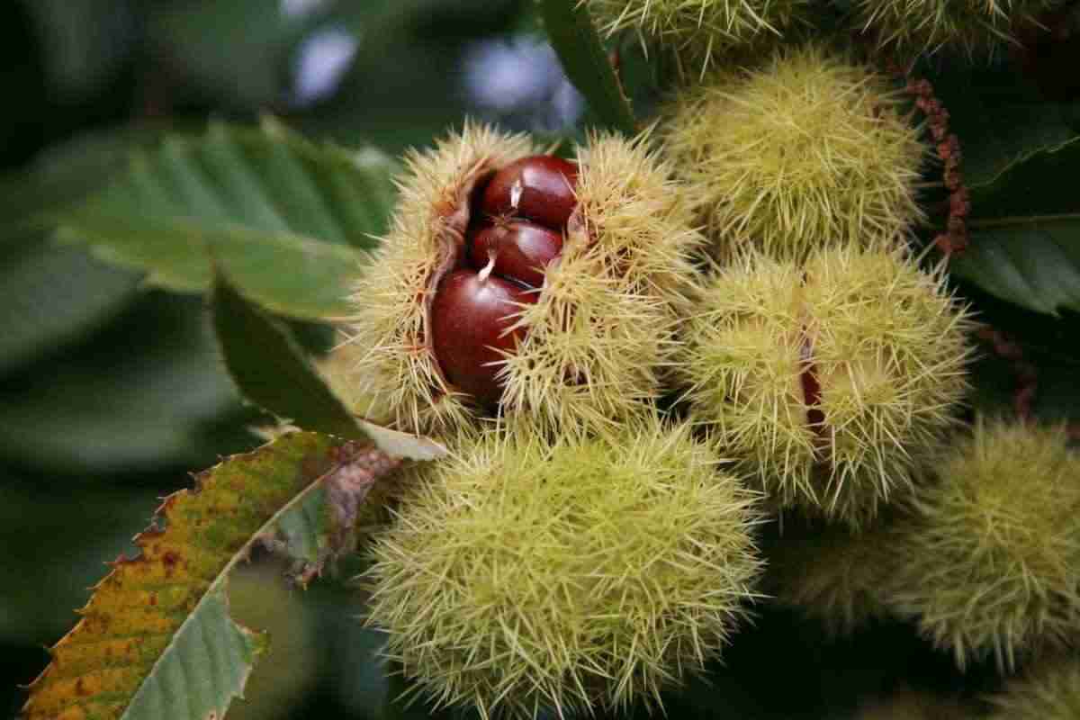 benefici mangiare castagne