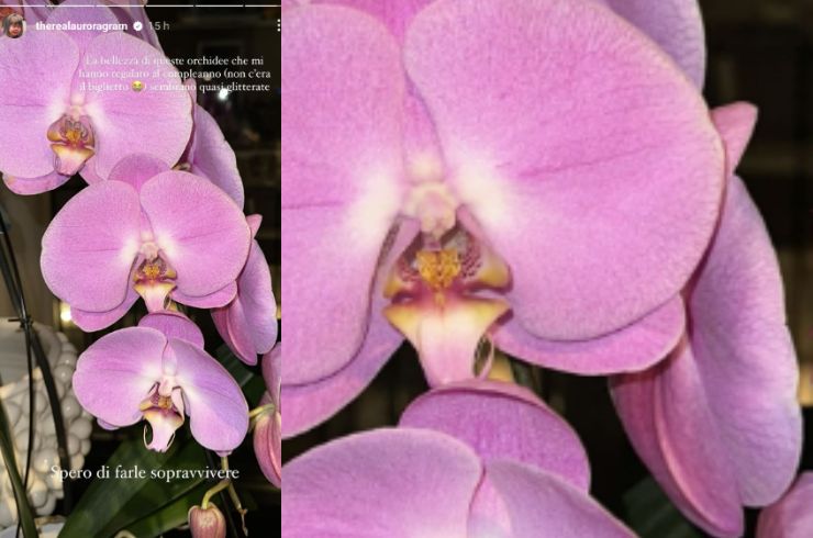 orchidea aurora ramazzotti