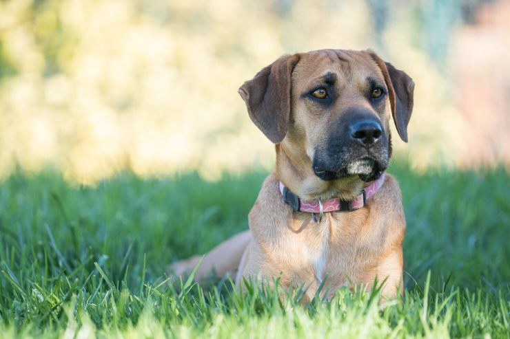 I requisiti per ricevere il bonus adozione del cane