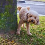 cane fa pipi sull'albero