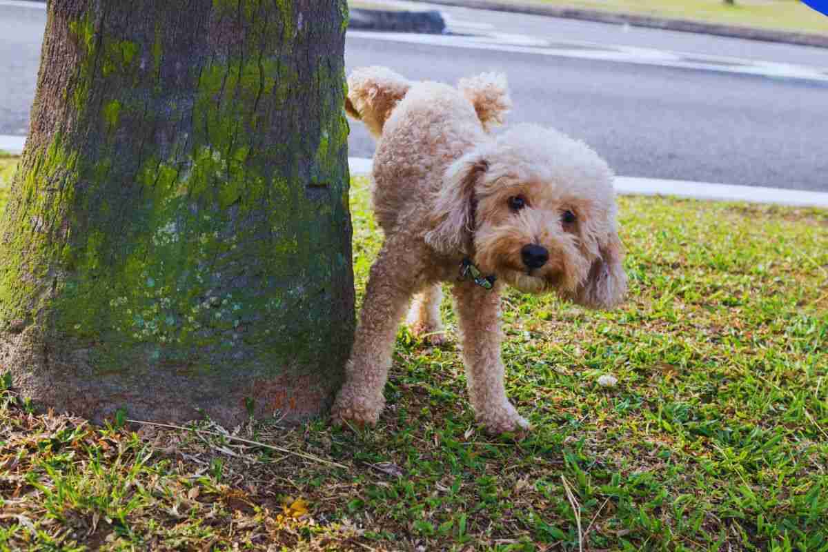 cane fa pipi sull'albero