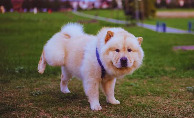 cane fa pipì
