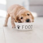 cane che mangia