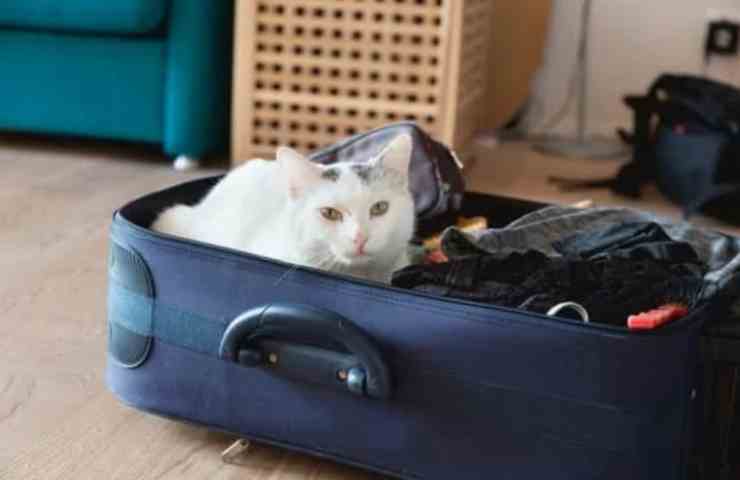 gatto in valigia