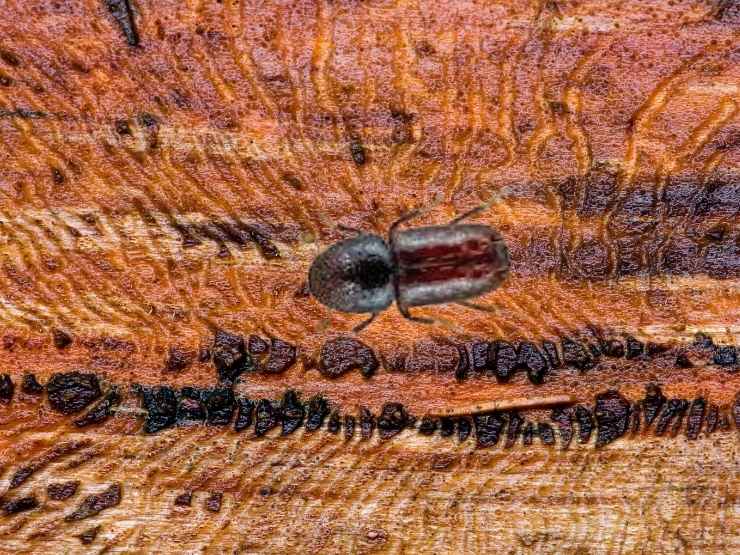 larva legno