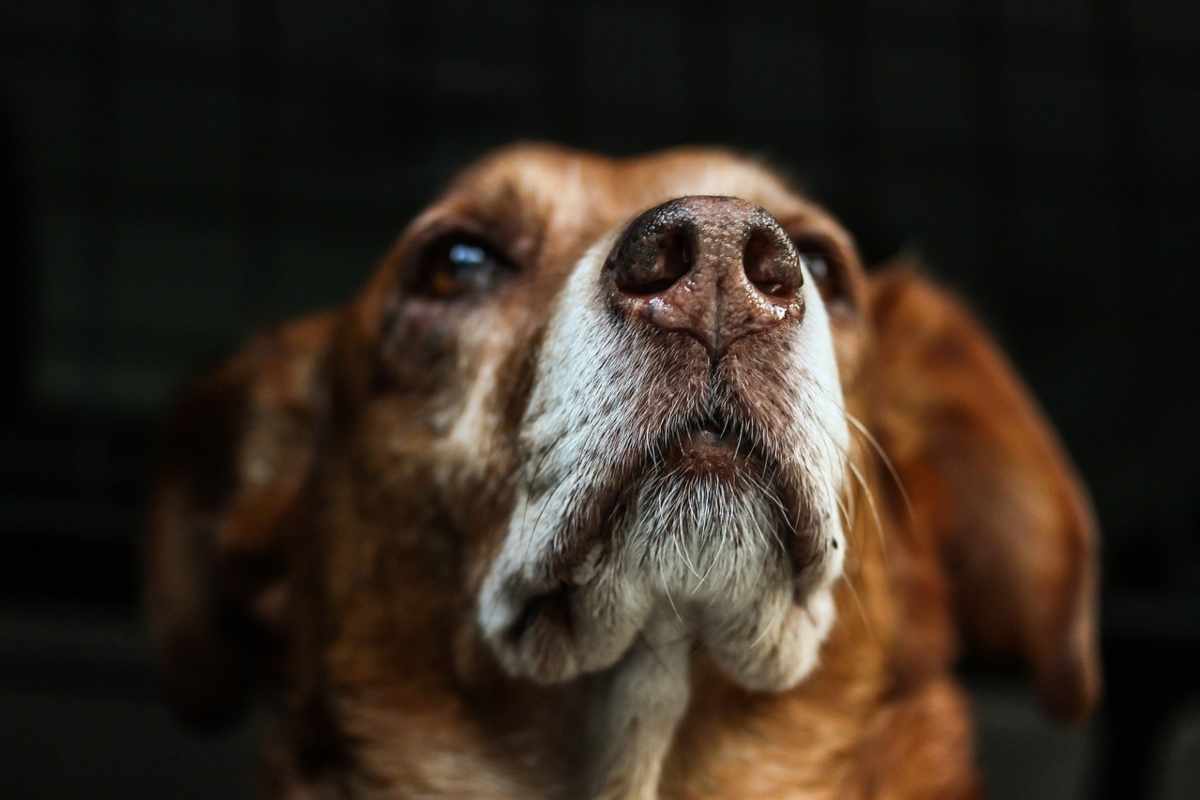 Cane