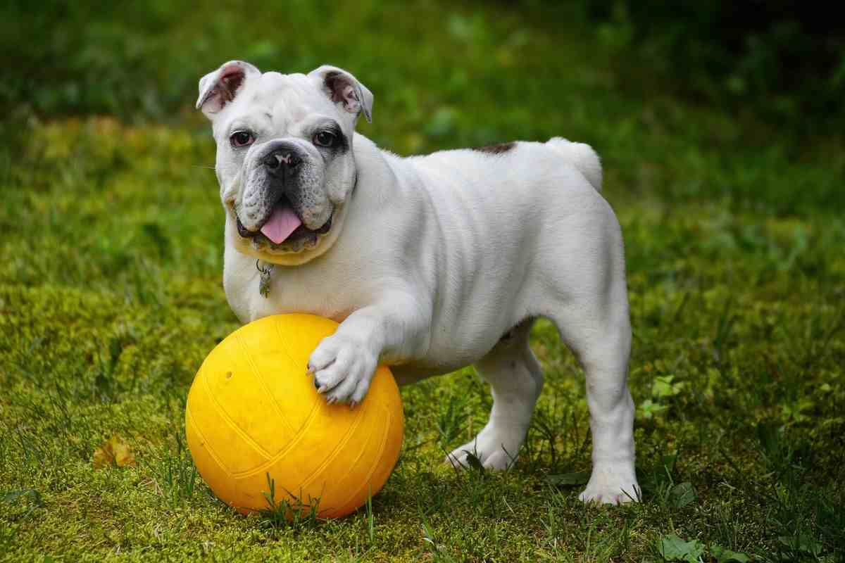 Cane